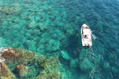 Bateau observation tortue verte